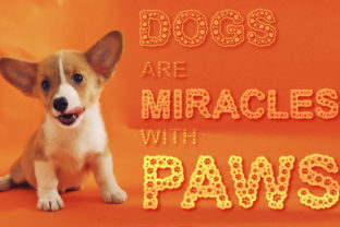 Dog Paws: A Friendly Decorative Font for Web Design
